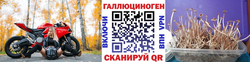 Галлюциногенные грибы Psilocybe как найти наркотики Нолинск
